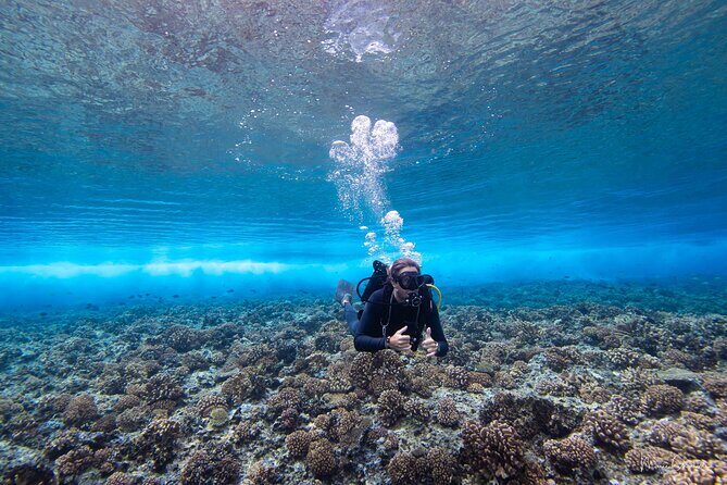 1 Afternoon Dive for Certified Divers in Bora Bora - Key things that make this afternoon session worth your time