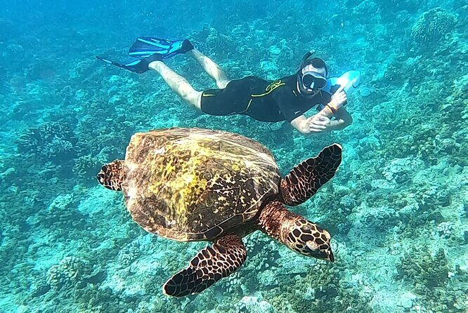 2-hour Jet Ski outing in Puna'auia - Wildlife spotting chances (and how to actually enjoy it)