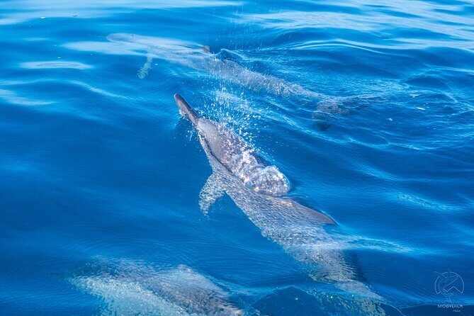 3h dolphin and snorkeling tour in a wild lagoon with Mobydick - Quick hits before you book