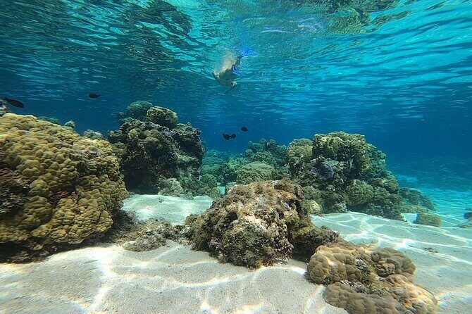 3h dolphin and snorkeling tour in a wild lagoon with Mobydick - Tahiti’s Mara’a Lagoon, close to Paea but feeling wild