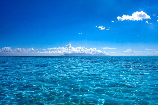 3h dolphin and snorkeling tour in a wild lagoon with Mobydick - Snorkeling the lagoon pools: coral formations and guided zones