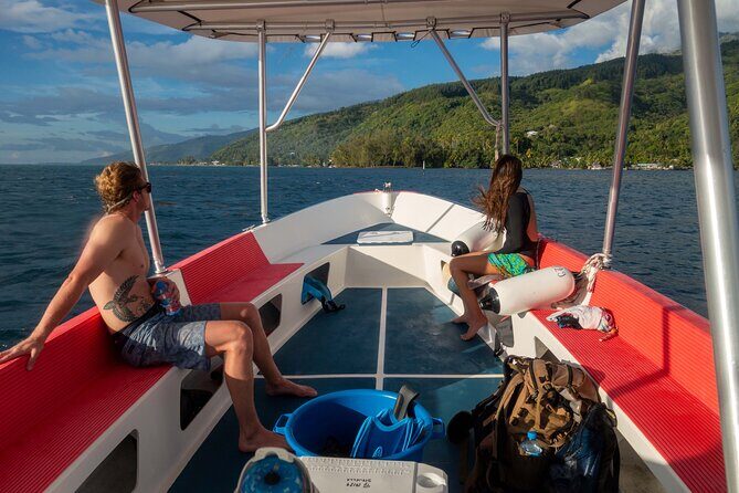 3h dolphin and snorkeling tour in a wild lagoon with Mobydick - What wildlife you’re likely to see (and why it’s not guaranteed)