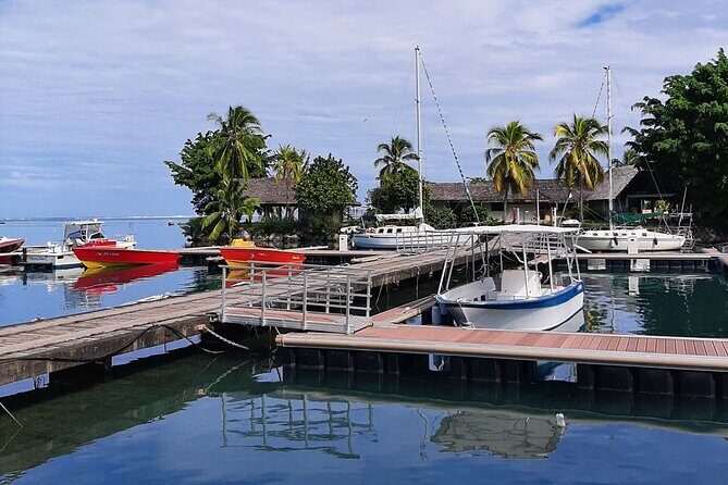 3h dolphin and snorkeling tour in a wild lagoon with Mobydick - Price and value: is $144.54 per person fair?