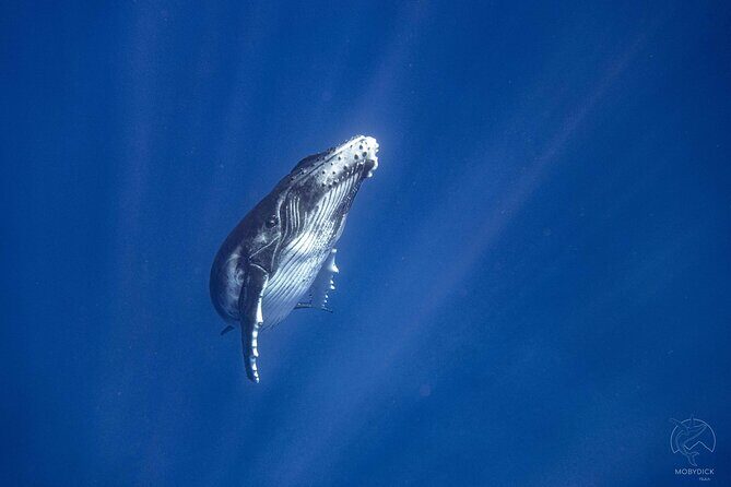 3h dolphin and snorkeling tour in a wild lagoon with Mobydick - When to go: season and time-of-day expectations