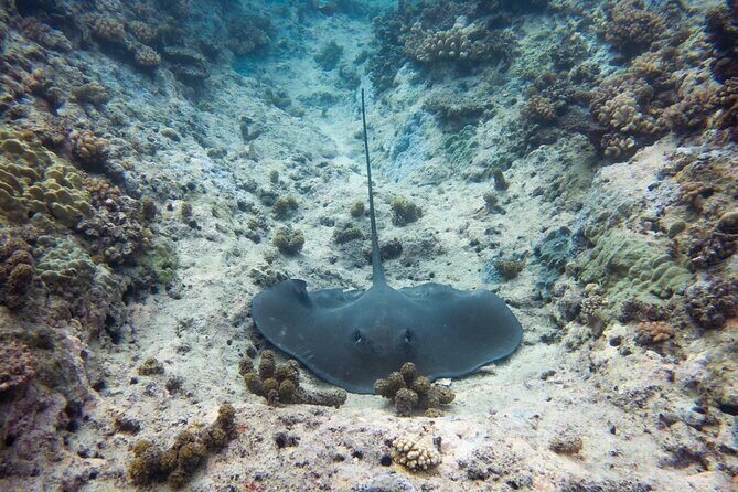 3h dolphin and snorkeling tour in a wild lagoon with Mobydick - Stenella and small-group pacing on the water