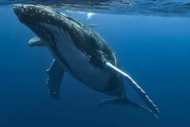4 Hour Private Humpback Whales Encounter in Moorea - Key Things You’ll Notice Right Away