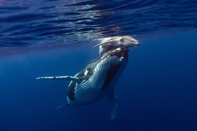 4 Hour Private Humpback Whales Encounter in Moorea - Private 4-Hour Format: What the Time Buys You