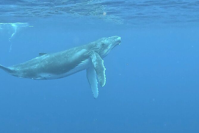 4 Hour Private Humpback Whales Encounter in Moorea - The Island Culture Angle: More Than a Boat Trip