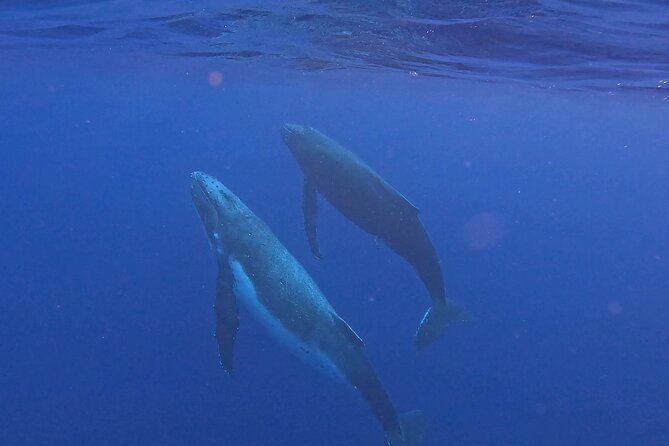 4 Hour Private Humpback Whales Encounter in Moorea - Meeting Point and Getting Ready at Coco Beach (PK 24)