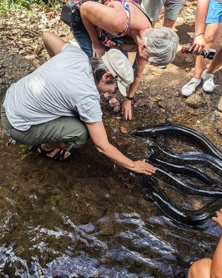 Albert Tours Excursion Safari - Moorea Safari tours&pick up - Marae time: ancient Polynesian spirituality in the middle of the adventure
