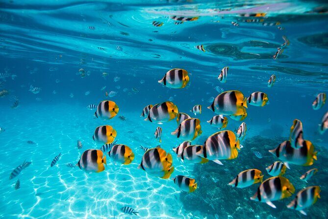 An Immersed Day in Bora Bora with O-sea - Coral garden snorkeling: how the day avoids the usual checklist tour
