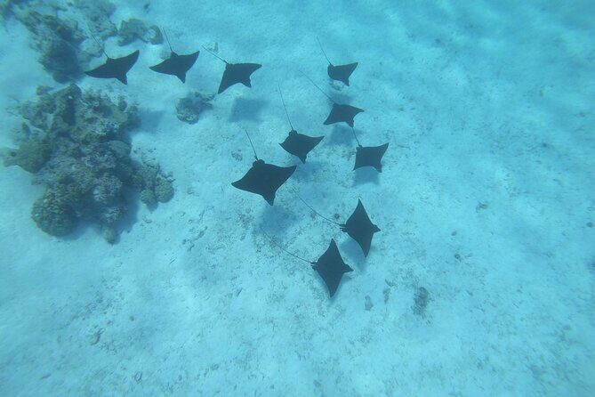 An Immersed Day in Bora Bora with O-sea - Lagoon swim goals: pastenague rays, leopard rays, and manta rays when they show up