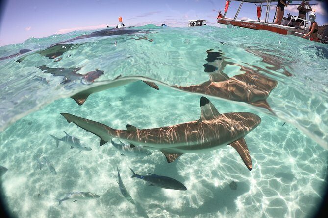 Best Way to Interact with Ocean Wildlife with Lunch. 6H - Two More Reef Stops for Stingrays and Black-Tip Reef Sharks