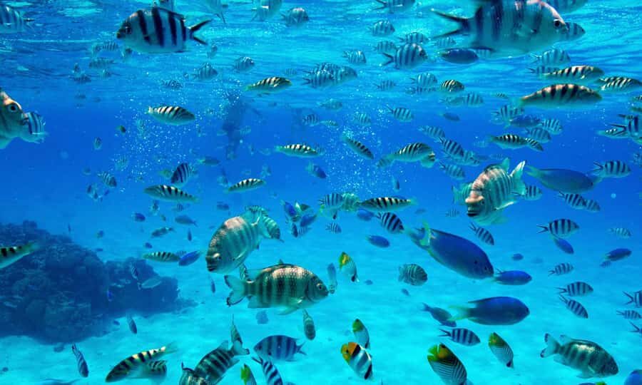 Bora Bora: 1/2 day Coral Discovery tour - Shared tour - Key highlights you’ll care about