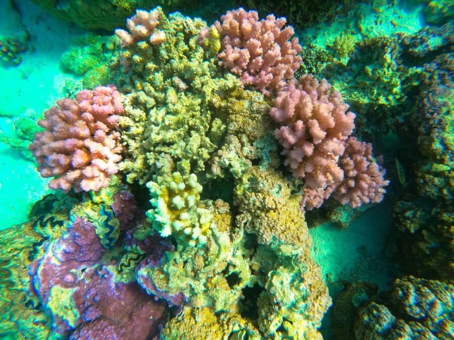 Bora Bora: 1/2 day Coral Discovery tour - Shared tour - Coral Discovery: A 4-Hour Lagoon Lesson You Can Snorkel