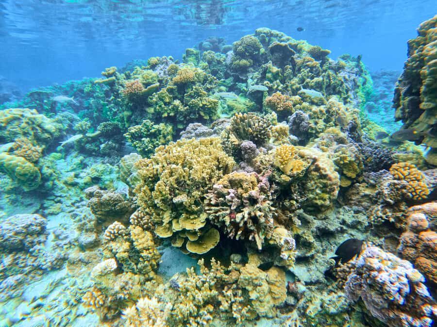 Bora Bora: 1/2 day Coral Discovery tour - Shared tour - The guide experience: Yann, Jan, or Ian-style clarity