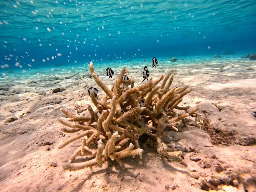 Bora Bora: 1/2 day Coral Discovery tour - Shared tour - Price and value: what you’re actually paying for