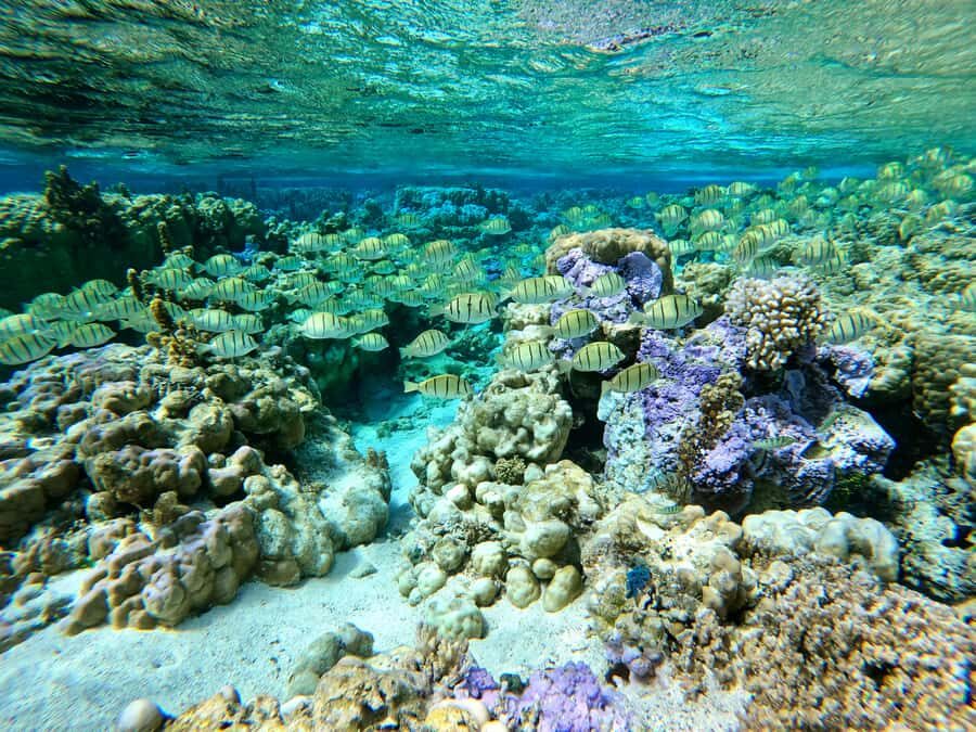 Bora Bora: 1/2 day Coral Discovery tour - Shared tour - Weather reality: the one factor that can change the day