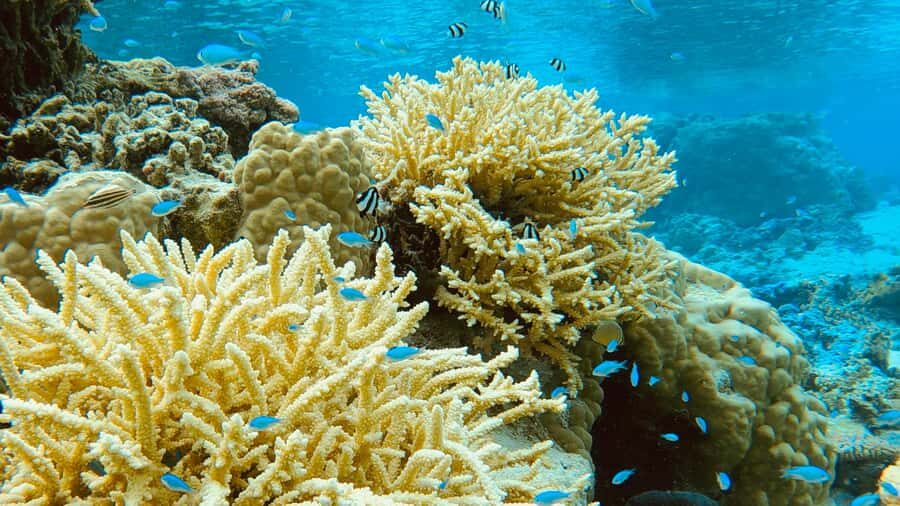 Bora Bora: 1/2 day Coral Discovery tour - Shared tour - Who should book this Coral Discovery tour?