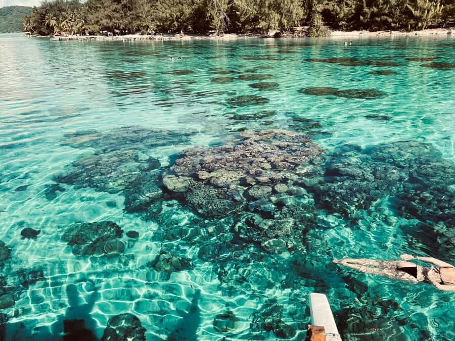 Bora Bora: 1/2 day Coral Discovery tour - Shared tour - How the marine biology actually helps your snorkeling