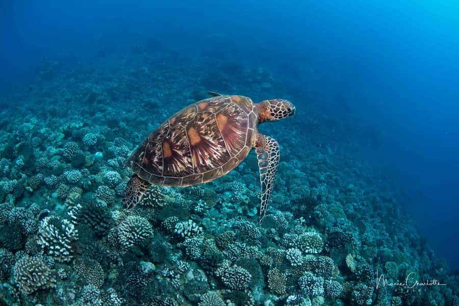 Bora Bora: 1 afternoon dive for certified divers - Afternoon Timing and Easy Getting There in Bora Bora