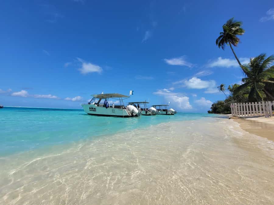Bora Bora: 1 afternoon dive for certified divers - Small-Group Scuba Setup with Instructor Briefing