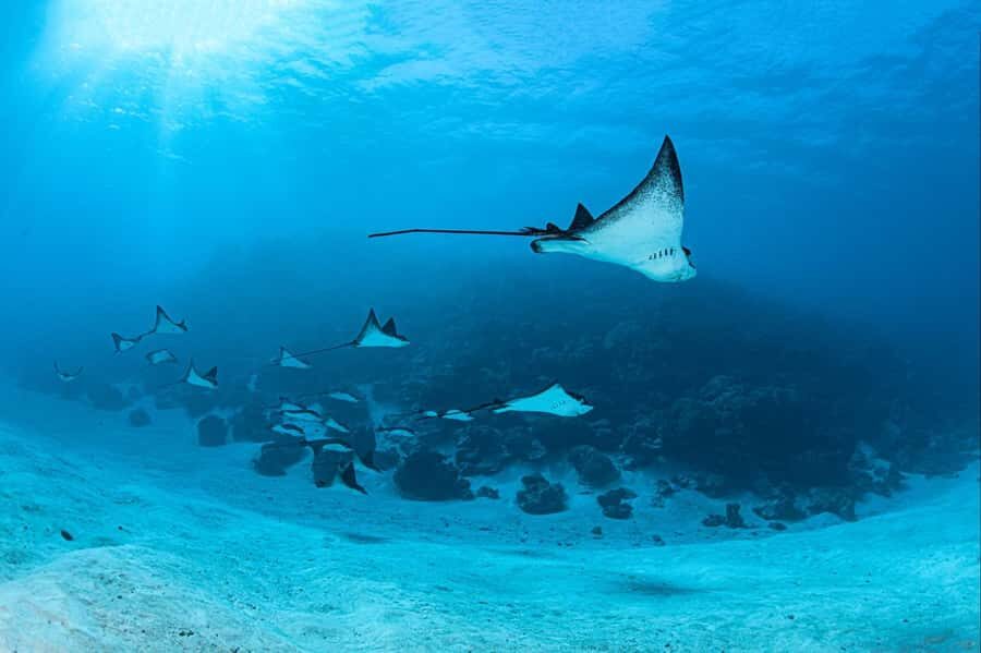 Bora Bora: 1 afternoon dive for certified divers - Transfers, Gear, and the Real Value of the $118 Price