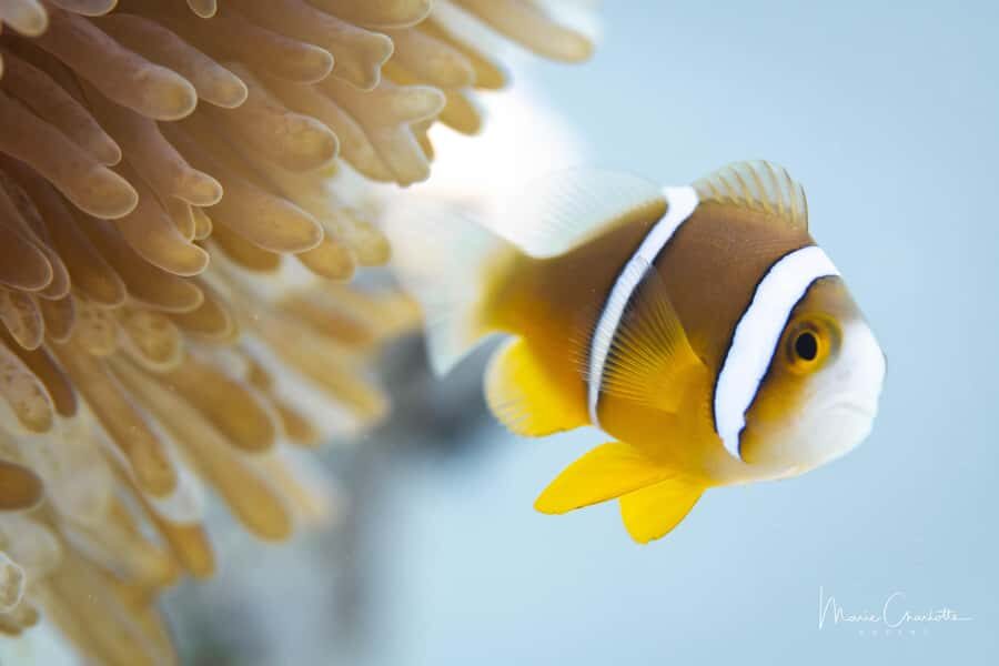 Bora Bora: 1 afternoon dive for certified divers - The 45–60 Minute Underwater Window at 15–20 Meters
