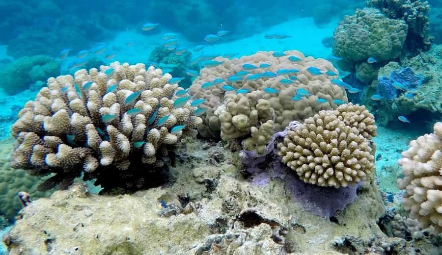 Bora Bora: 3.5-Hour Lagoon Boat Tour with Snorkeling - Bora Bora Lagoon in 3.5 Hours: The Shape of the Experience