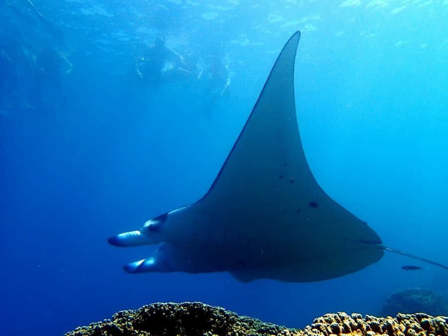 Bora Bora: 3.5-Hour Lagoon Boat Tour with Snorkeling - Eagle Rays Time: The Part You Should Leave a Little Open-Minded