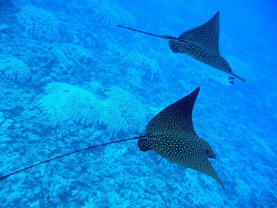 Bora Bora: 3.5-Hour Lagoon Boat Tour with Snorkeling - Who This Tour Is Best For (and Who Should Reconsider)