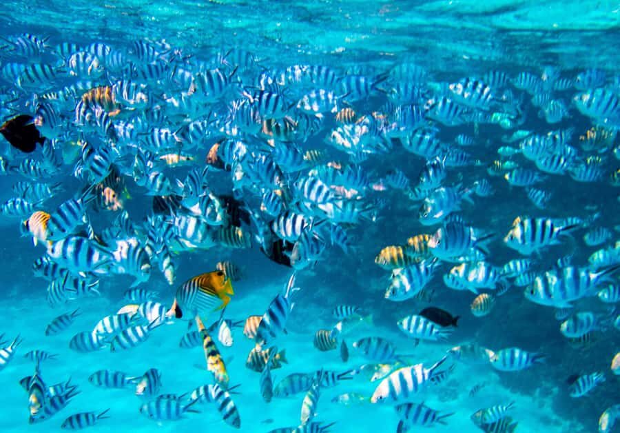 Bora Bora: 4x4 Safari with Snorkelling Combo Tour - Second 4x4 stretch and arts market stop: local snacks and off-road fun