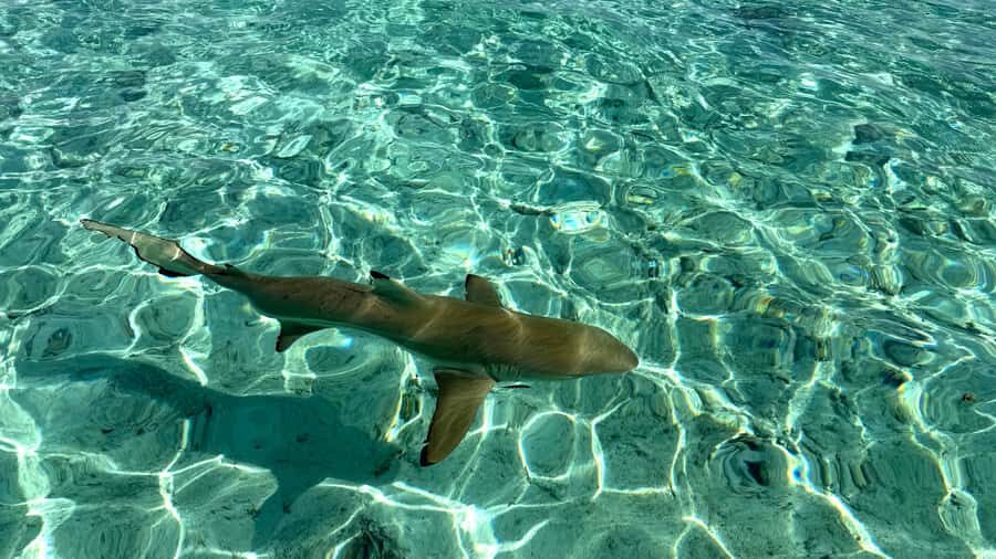 Bora Bora: Blue Lagoon Cruise, Snorkeling and Lunch . - Why Bora Bora’s Blue Lagoon Cruise Feels Worth It