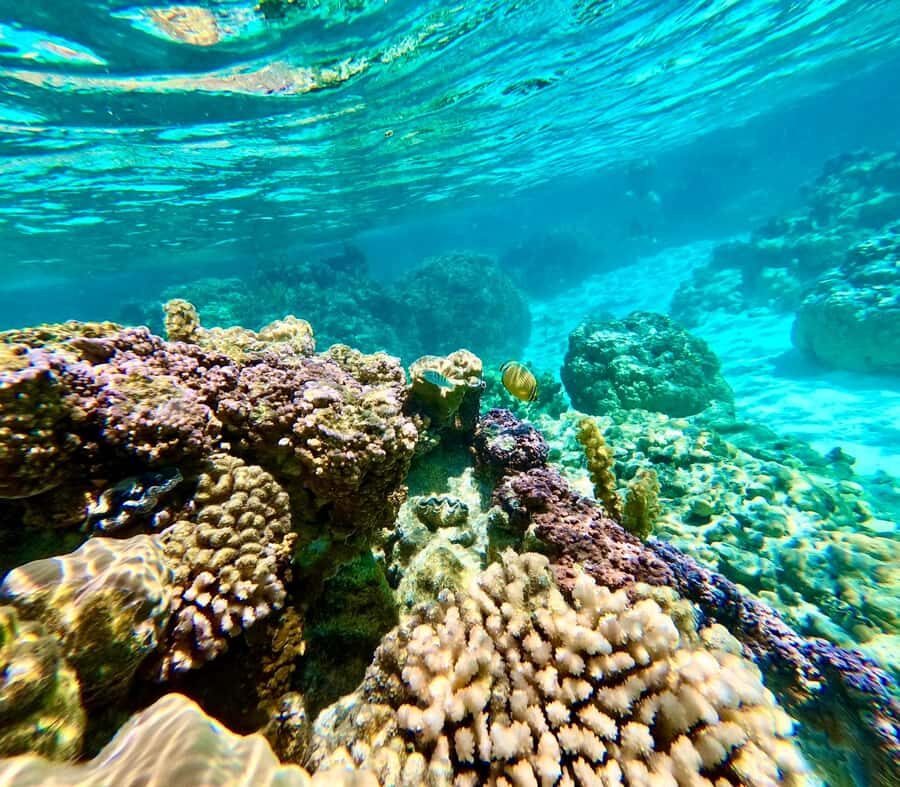 Bora Bora: Blue Lagoon Cruise, Snorkeling and Lunch . - FAQ