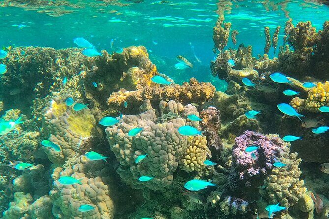 Bora Bora Combo Tour: Lagoon Cruise and 4WD Tour Including Snorkeling - Guides, music, and the “friendly crew” factor