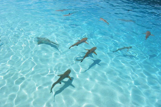 Bora Bora Eco Snorkel Cruise Including Snorkeling with Sharks and Stingrays - Price and Value: Why This Costs More Than Basic Snorkel Trips