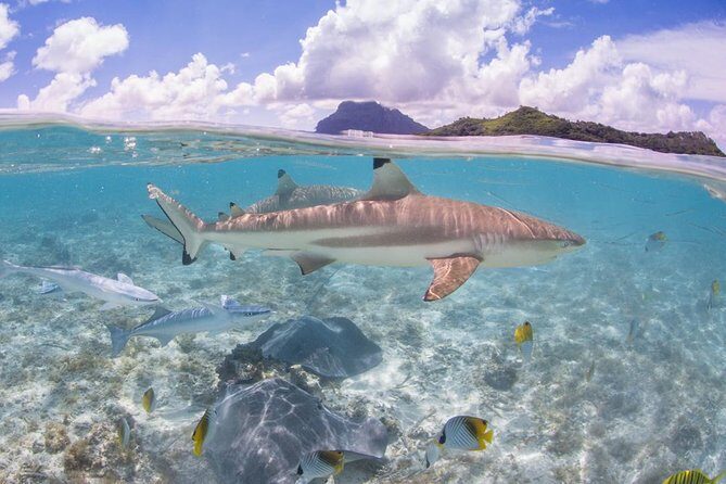 Bora Bora Eco Snorkel Cruise Including Snorkeling with Sharks and Stingrays - Should You Book This Bora Bora Eco Snorkel Cruise?