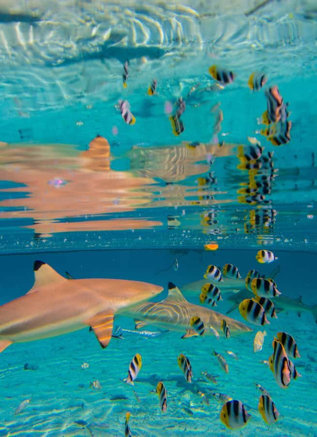 Bora Bora: Full-Day Lagoon Snorkelling Tour - Coral garden snorkeling: where color meets structure