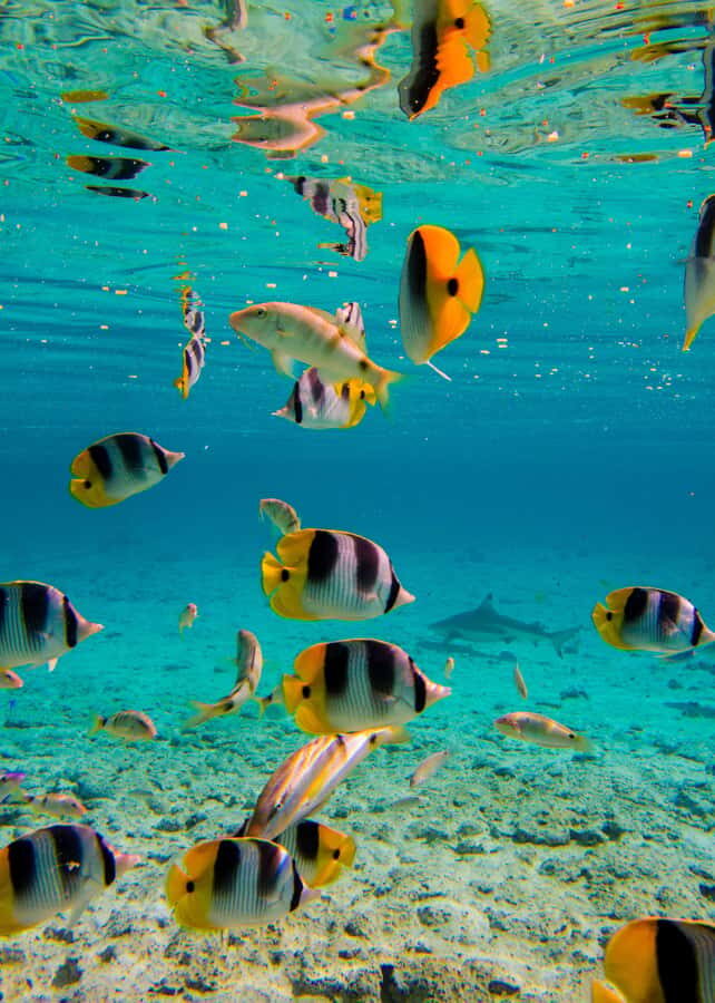 Bora Bora: Full-Day Lagoon Snorkelling Tour - Who this tour is best for (and who should rethink it)