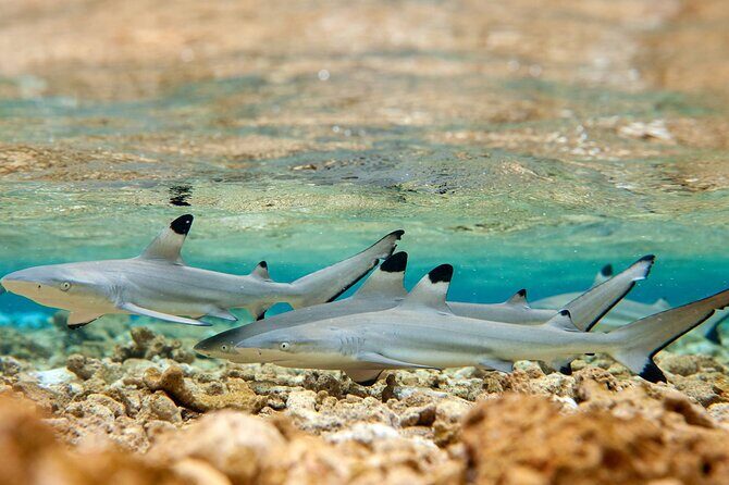 Bora Bora Full Day Snorkeling with Lunch - Coral Gardens snorkeling: where the reef does the talking