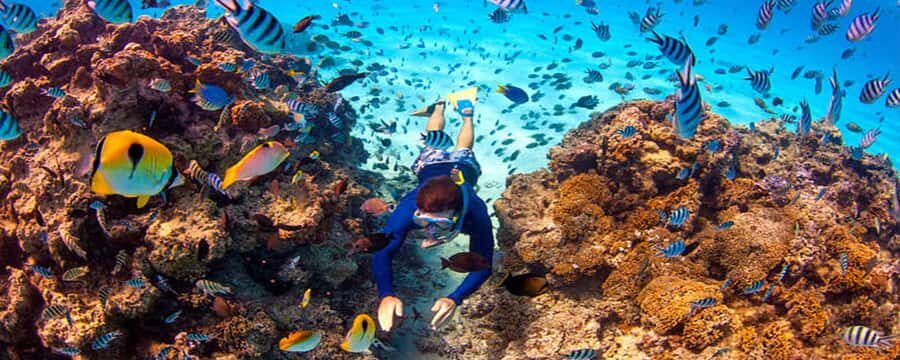 Bora Bora: Half Day Catamaran Sailing & Snorkelling - Coral garden snorkeling: gear included and your captain calls the shots