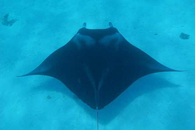 Bora Bora Lagoon Snorkeling Tour by Private Boat - How this private boat snorkeling tour really works
