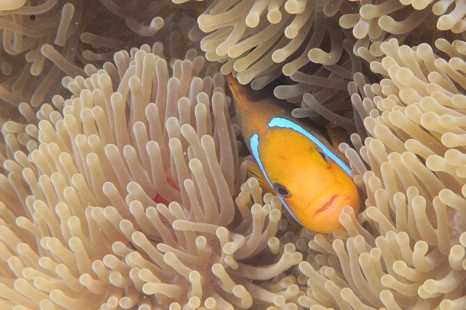 Combo Diving and Snorkeling Full Day Tour - Why This Bora Bora Scuba + Snorkel Day Works for You