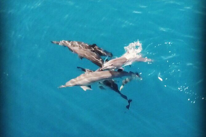 Combo Jet Ski Excursion + 4X4 Safari - Jet Ski with Moorea Watersport: Private Riding and a Sharks-and-Rays Stop