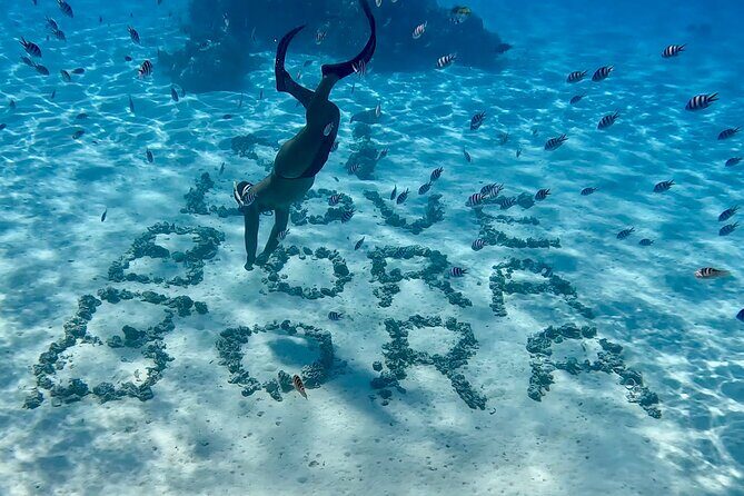Crazy sea horse Bora Bora Comfortable boat, snorkeling and lunch - Motu lunch and the coco and pareo shows: ending in style