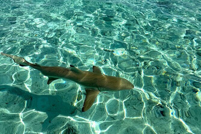 Crazy sea horse Bora Bora Comfortable boat, snorkeling and lunch - Who should book this Bora Bora tour
