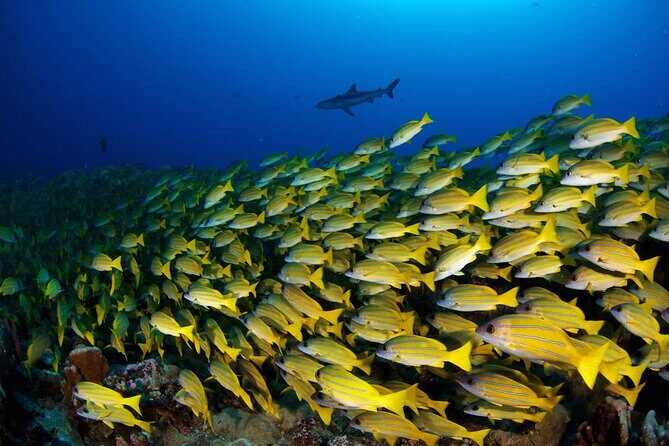 Double Diving Adventure Exploration for Certified Divers - Safety and equipment: the calm part of the trip