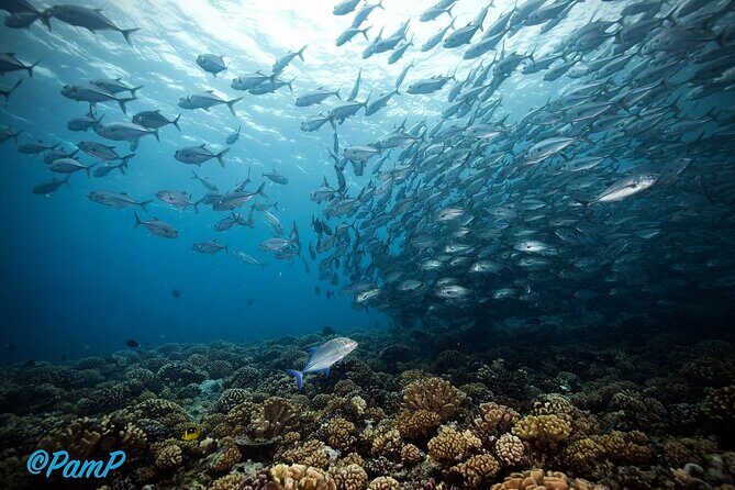 Double Diving Adventure Exploration for Certified Divers - Marine life you can reasonably look for in Tahiti