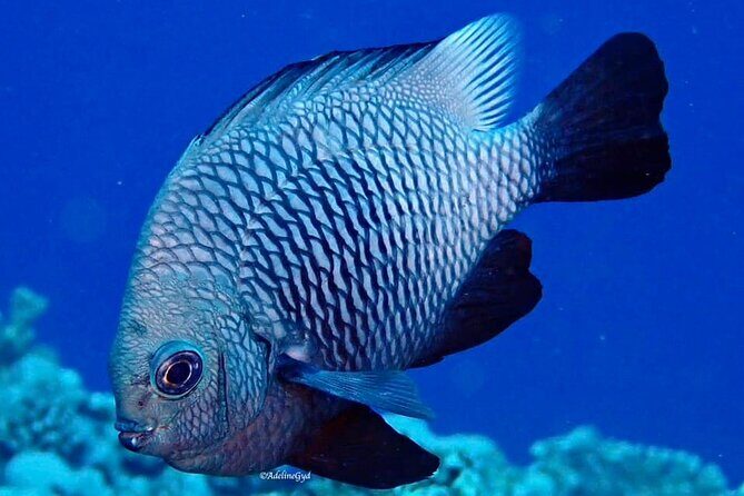 Double Diving Adventure Exploration for Certified Divers - What responsible reef behavior means in real life