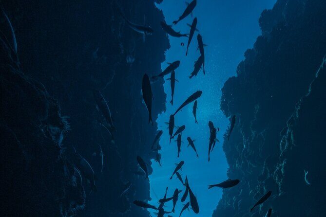 Double Diving Adventure Exploration for Certified Divers - Price and value: is $240.50 fair for two sessions?